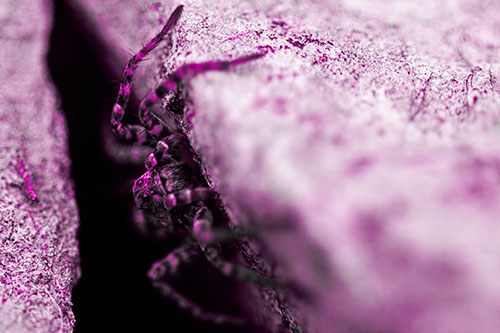 Wolf Spider Peeking Out Rock Crevice (Pink Tone)