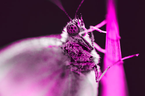 Wood White Butterfly Hugs Grass Blade (Pink Tone Photo)