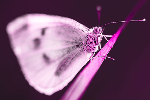 Wood White Butterfly Perched Atop Grass Blade (Pink Tone Photo)