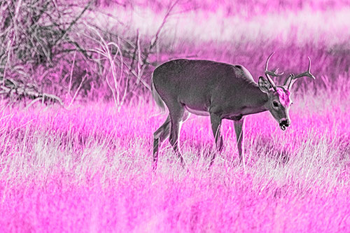 Yawning White Tailed Deer Wanders Among Grass Prairie (Pink Tone)