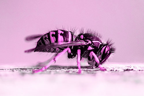 Yellowjacket Wasp Chewing Wood (Pink Tone)