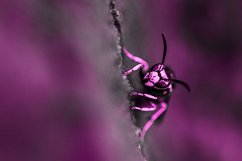 Yellowjacket Wasp Crawling Rock Vertically (Pink Tone Photo)