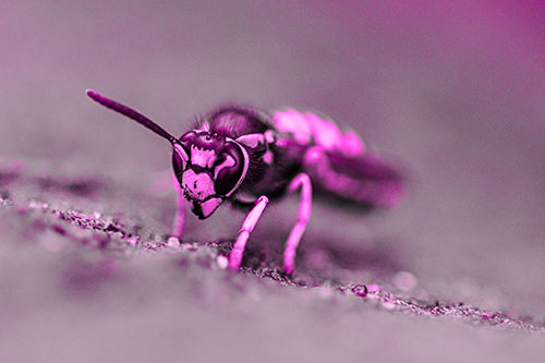 Yellowjacket Wasp Prepares For Flight (Pink Tone Photo)