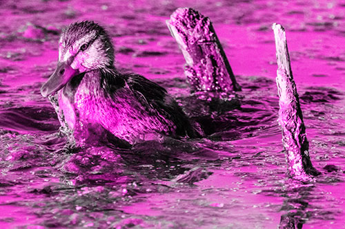 Young Mallard Duckling Playing Among Algae (Pink Tone)