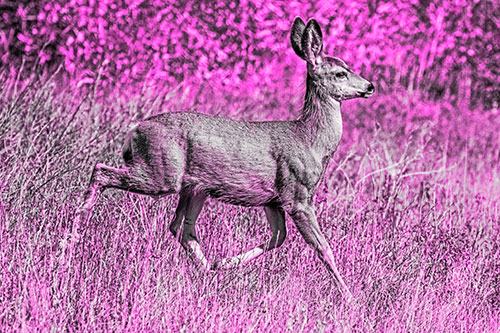 Young Mule Deer Galloping Across Grassland (Pink Tone)