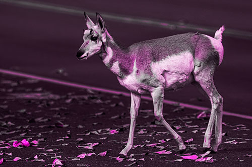 Young Pronghorn Crosses Leaf Covered Road (Pink Tone Photo)
