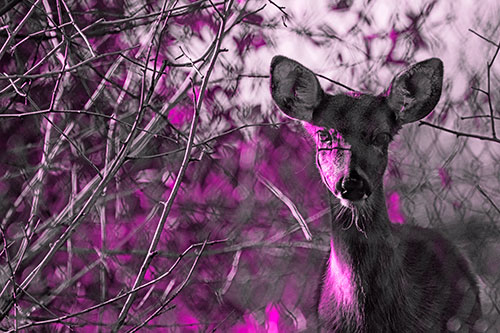 Young White Tailed Deer Watches Through Chain Link Fence (Pink Tone)