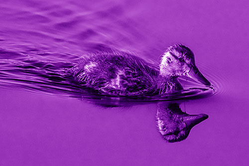Aging Mallard Duckling Swimming Through Calm Water (Purple Shade)