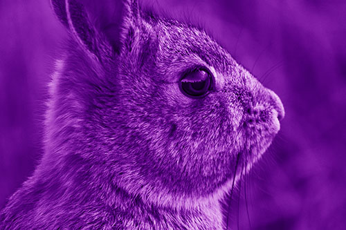 Alert Bunny Rabbit Detects Noise (Purple Shade Photo)