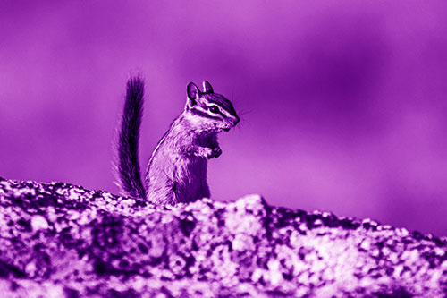 Alert Chipmunk Extending Tail Upwards (Purple Shade Photo)