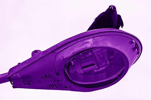 Alert Crow Keeping Watch Atop Light Pole (Purple Shade)