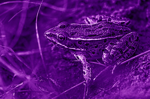 Alert Leopard Frog Prepares To Pounce (Purple Shade Photo)