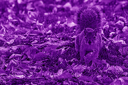 Alert Squirrel Freezes Among Fall Leaves (Purple Shade)