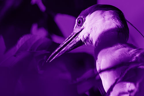 Algae Beak Black Crowned Night Heron (Purple Shade Photo)