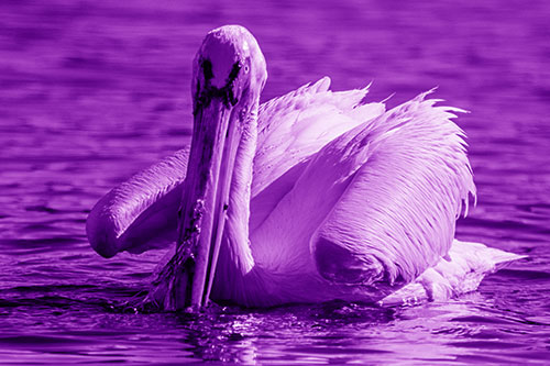 Algae Beaked Pelican Fishes For Salamanders (Purple Shade)