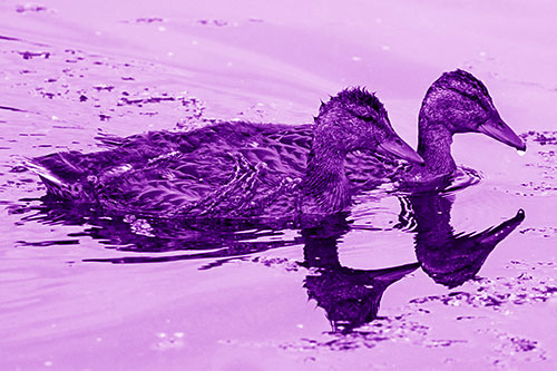 Algae Coated Female Mallard Ducks Swimming In Unison (Purple Shade Photo)