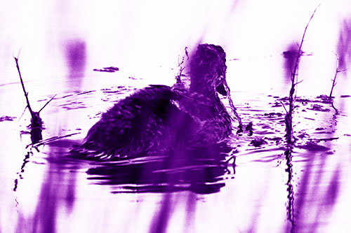 Algae Covered Loch Ness Mallard Monster Duck (Purple Shade Photo)