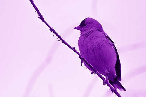 American Goldfinch Perched Along Slanted Branch (Purple Shade Photo)