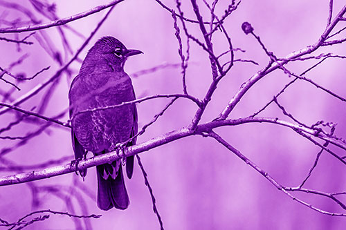 American Robin Looking Sideways Among Twisting Tree Branches (Purple Shade)