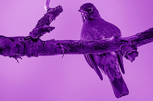 American Robin Perched Along Thick Decomposing Tree Branch (Purple Shade)