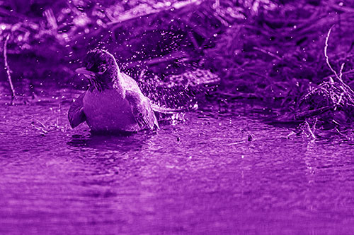 American Robin Splashing River Water (Purple Shade Photo)