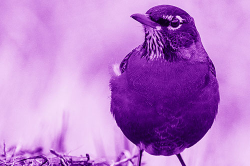 American Robin Standing Strong Against Wind (Purple Shade Photo)