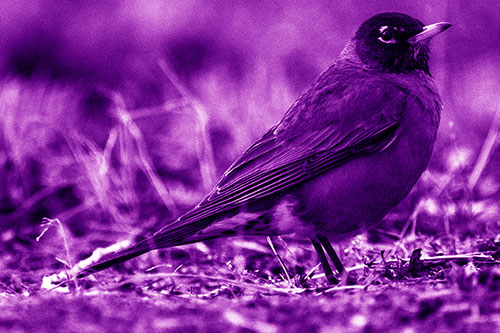 American Robin Standing Strong Among Dead Leaves (Purple Shade Photo)