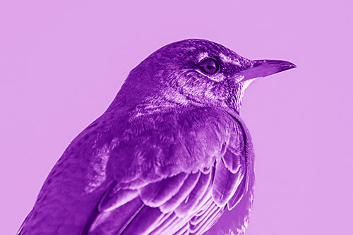 American Robin Watching Sunrise Along Horizon (Purple Shade)