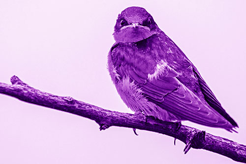 Angry Barn Swallow Looking Backwards (Purple Shade)