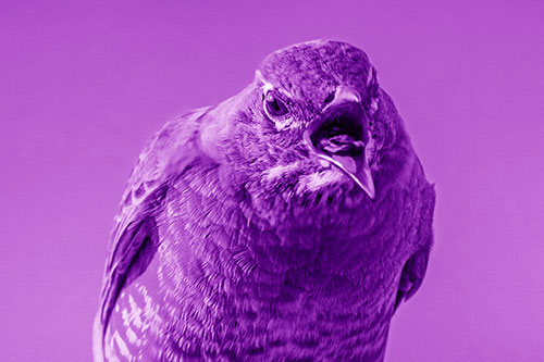 Angry Faced American Robin Screaming (Purple Shade)
