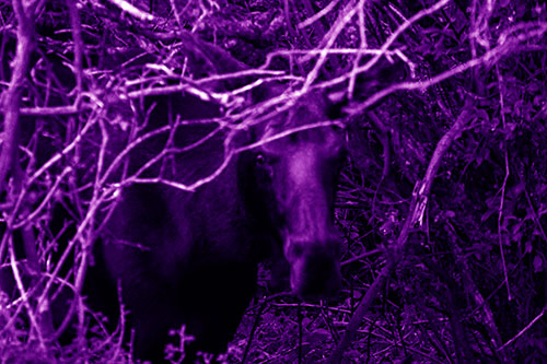 Angry Faced Moose Behind Tree Branches (Purple Shade Photo)