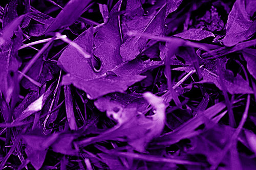 Angry Rotting Triangular Leaf Face (Purple Shade)
