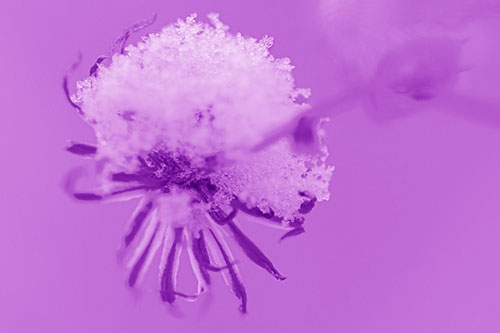 Angry Snow Faced Aster Screaming Among Cold (Purple Shade Photo)
