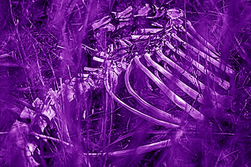 Animal Skeleton Remains Resting Beyond Plants (Purple Shade Photo)