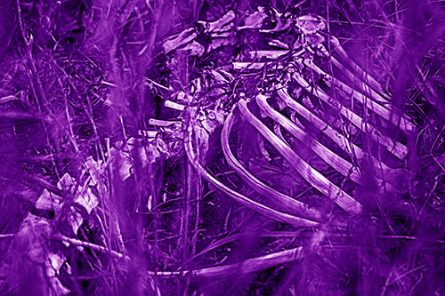 Animal Skeleton Remains Resting Beyond Plants (Purple Shade)