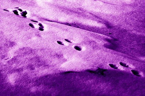 Animal Snow Footprint Trail (Purple Shade Photo)