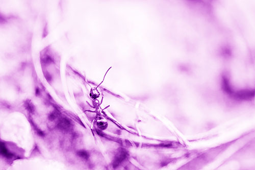 Ant Celebrating On A Curved Stick (Purple Shade Photo)