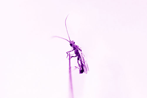 Ant Clinging Atop Piece Of Grass (Purple Shade Photo)