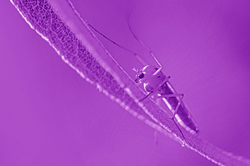 Arm Raising Midge Fly Rests Among Sloping Leaf (Purple Shade)