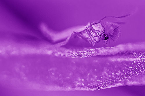 Arm Raising Midge Fly Standing Among Leaf (Purple Shade)