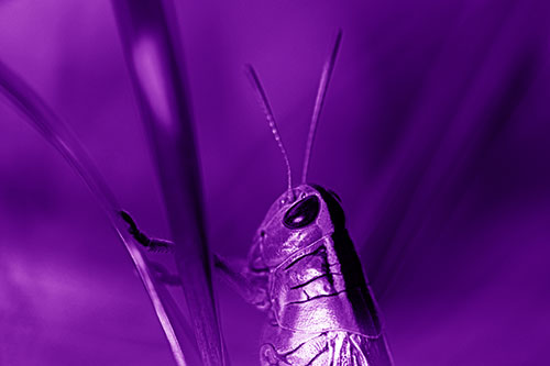 Arm Resting Grasshopper Watches Surroundings (Purple Shade Photo)