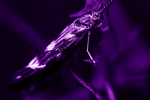 Arm Resting Leaf Blotch Miner Moth (Purple Shade Photo)