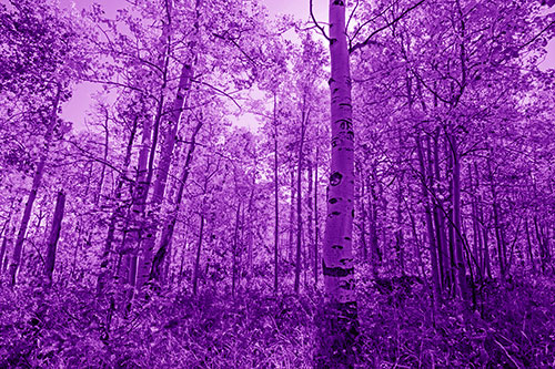 Aspen Trees Illuminate Among Sunshine (Purple Shade Photo)