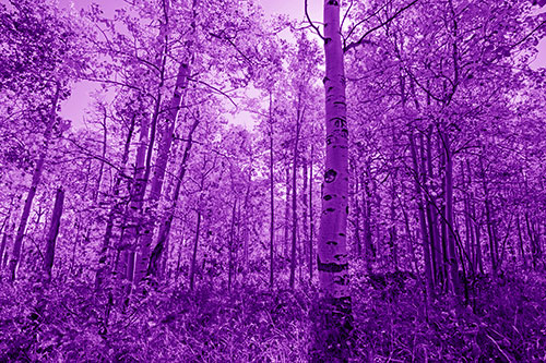 Aspen Trees Illuminate Among Sunshine (Purple Shade Photo)