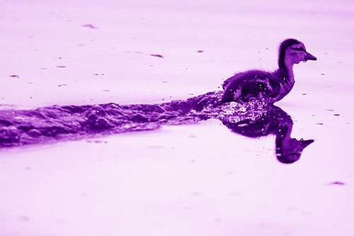 Baby Mallard Duckling Running Across Lake Water (Purple Shade Photo)