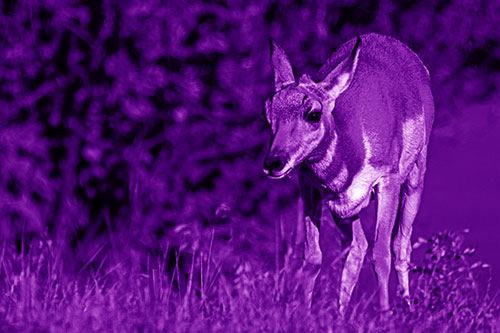 Baby Pronghorn Feasts Among Grass (Purple Shade Photo)