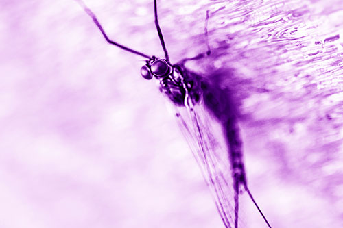 Back Bending Big Eyed Mayfly Resting (Purple Shade Photo)