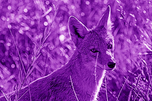 Bashful Coyote Spots Human (Purple Shade Photo)