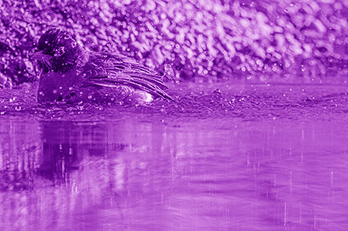 Bathing American Robin Splashing Water Along Shoreline (Purple Shade Photo)