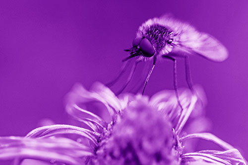 Bee Fly Standing Atop Gumplant Petals (Purple Shade)